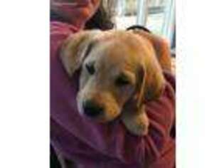 Labrador Retriever Puppy for sale in Lexington, VA, USA