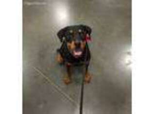 Rottweiler Puppy for sale in Fairview, TN, USA