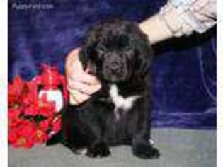 Newfoundland Puppy for sale in Narvon, PA, USA