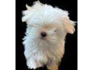 Maltese Puppy for sale in Stafford, VA, USA