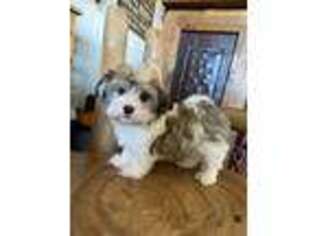 Havanese Puppy for sale in Seaside, CA, USA