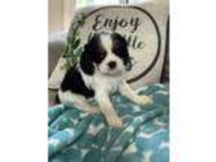 Cavalier King Charles Spaniel Puppy for sale in Watkinsville, GA, USA