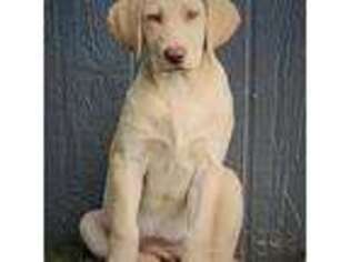 Labrador Retriever Puppy for sale in Wayland, NY, USA