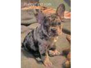 French Bulldog Puppy for sale in Oroville, CA, USA