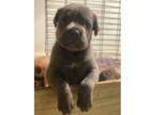 Cane Corso Puppy for sale in Lawrenceville, GA, USA