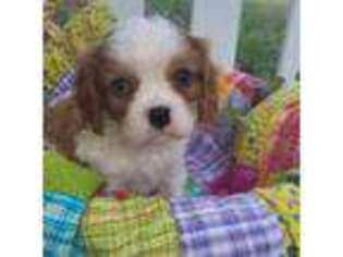 Cavalier King Charles Spaniel Puppy for sale in Sutherland Springs, TX, USA