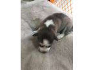 Siberian Husky Puppy for sale in North Hollywood, CA, USA