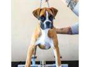 Boxer Puppy for sale in Hesperia, CA, USA
