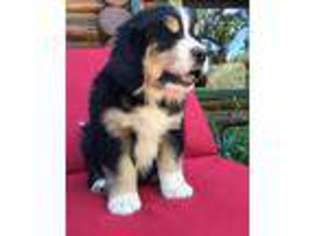 Bernese Mountain Dog Puppy for sale in Virgin, UT, USA