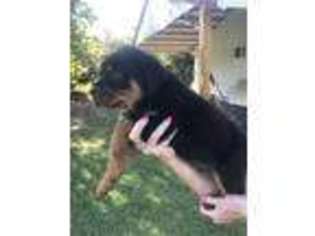 Rottweiler Puppy for sale in Gainesville, FL, USA