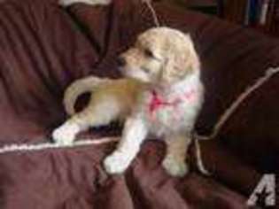 Labradoodle Puppy for sale in CLACKAMAS, OR, USA