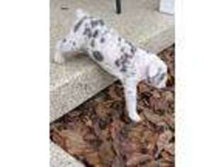 Olde English Bulldogge Puppy for sale in Upland, IN, USA