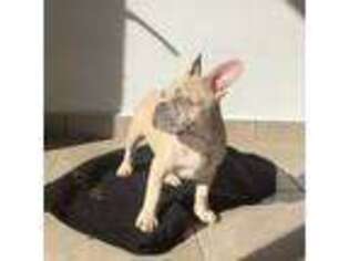 French Bulldog Puppy for sale in Suffern, NY, USA