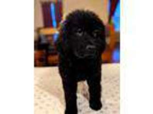 Newfoundland Puppy for sale in Mount Vernon, MO, USA