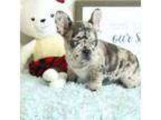 French Bulldog Puppy for sale in Spring Hill, FL, USA