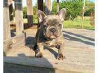 French Bulldog Puppy for sale in Caddo Mills, TX, USA