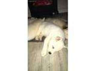 Siberian Husky Puppy for sale in Manlius, NY, USA