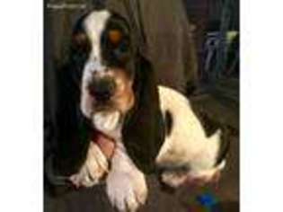 Basset Hound Puppy for sale in Phelan, CA, USA