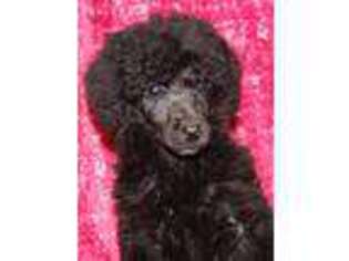 Mutt Puppy for sale in Charleston, ME, USA