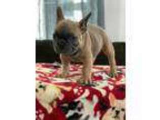 French Bulldog Puppy for sale in Paterson, NJ, USA