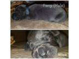 Cane Corso Puppy for sale in Atwater, CA, USA