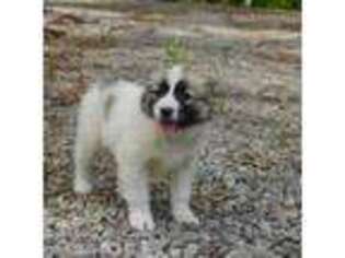 Bernese Mountain Dog Puppy for sale in Ashland City, TN, USA