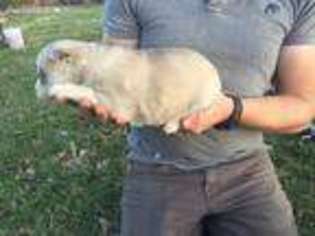 Siberian Husky Puppy for sale in Huntsville, AR, USA