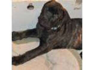 Cane Corso Puppy for sale in Aynor, SC, USA