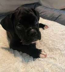 Boxer Puppy for sale in Lutz, FL, USA
