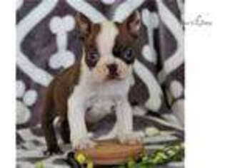 Boston Terrier Puppy for sale in Harrisburg, PA, USA