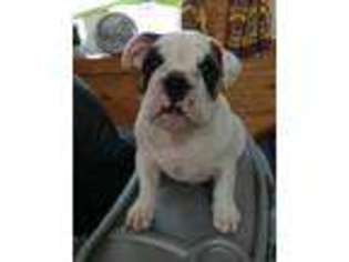 Bulldog Puppy for sale in Macomb, MO, USA