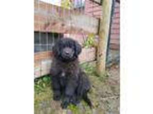 Newfoundland Puppy for sale in Cherry Creek, NY, USA