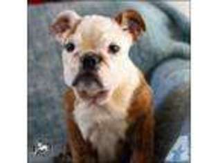 Bulldog Puppy for sale in SOUTH SAN FRANCISCO, CA, USA