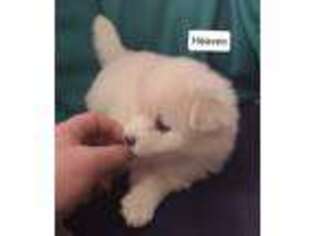 Pomeranian Puppy for sale in Ashville, NY, USA