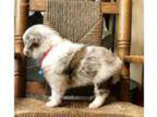Miniature Australian Shepherd Puppy for sale in Simsboro, LA, USA