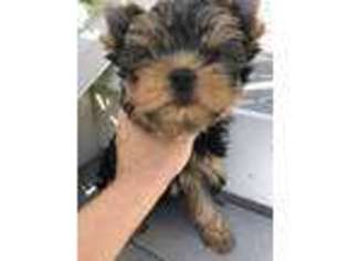Yorkshire Terrier Puppy for sale in Paramus, NJ, USA
