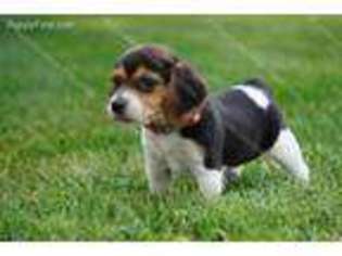Beagle Puppy for sale in Milford, NE, USA