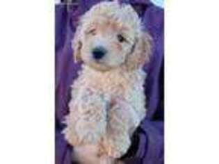 Goldendoodle Puppy for sale in Diamond, MO, USA