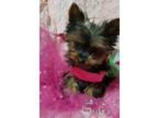 Yorkshire Terrier Puppy for sale in Hartford, CT, USA