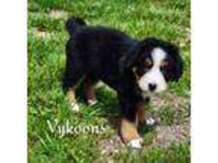 Bernese Mountain Dog Puppy for sale in Hibbing, MN, USA