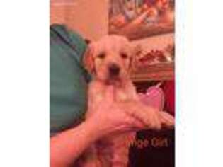 Golden Retriever Puppy for sale in Trinity, NC, USA