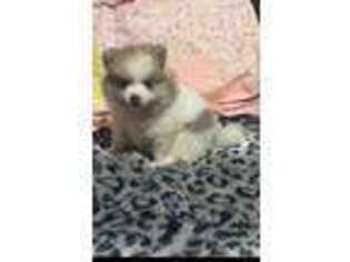 Pomeranian Puppy for sale in Blue Ridge, GA, USA