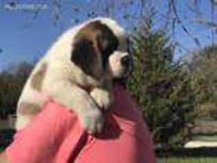 Saint Bernard Puppy for sale in Centerview, MO, USA