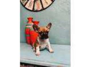 French Bulldog Puppy for sale in Port Lavaca, TX, USA