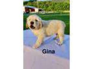 Golden Retriever Puppy for sale in Waynesboro, PA, USA