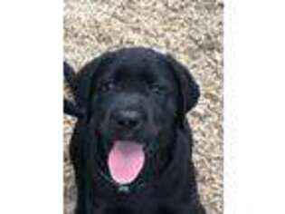 Labrador Retriever Puppy for sale in Starksboro, VT, USA