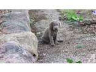 Medium Photo #1 Labrador Retriever Puppy For Sale in OMAHA, NE, USA