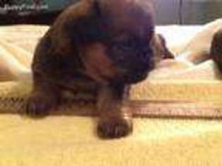 Brussels Griffon Puppy for sale in Manning, SC, USA