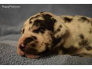 Great Dane Puppy for sale in Baxter, TN, USA