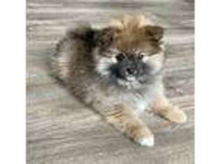 Pomeranian Puppy for sale in Shawano, WI, USA